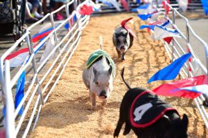 Show Me Swine Pig Races @ Chesterfield County Fair