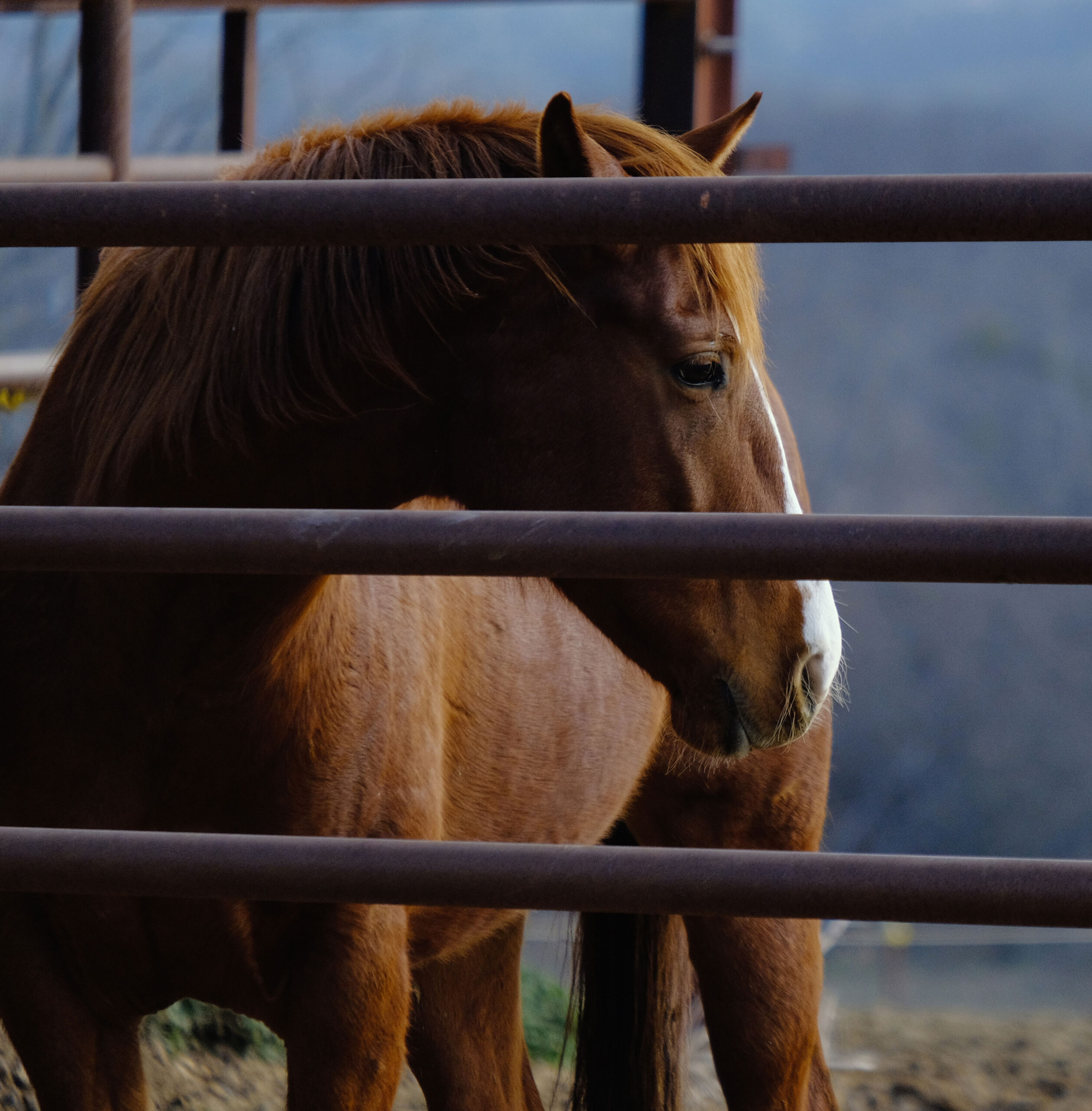 horse in corral