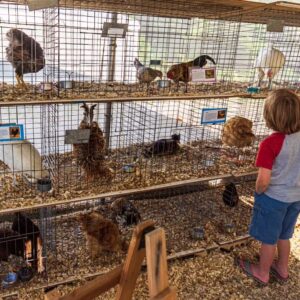 Chickens and boy