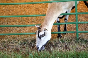 Goat-Eating