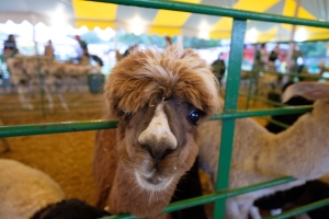 Brown Llama