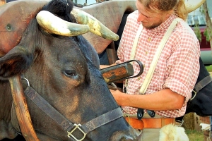 Bull