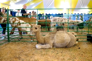 Camel