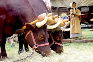 Closeup-Ox-Feeding