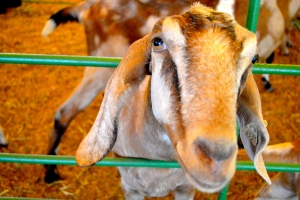 Goat-Upclose
