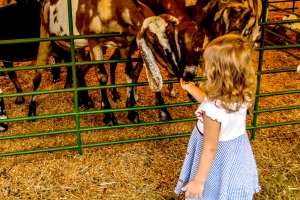 Goats-and-Girl
