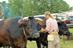 Ox