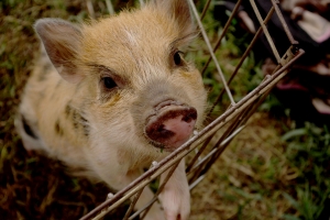 Pig