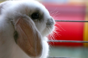 Rabbit