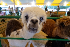 White Llama