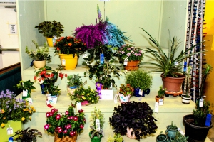 Floral Entries