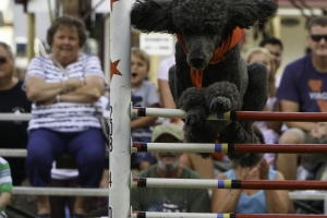 Poodle-at-Dog-Show