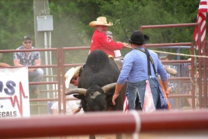 Rodeo-Bull