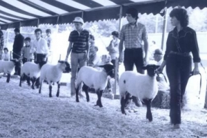 1980-4-H-Lamb-Show